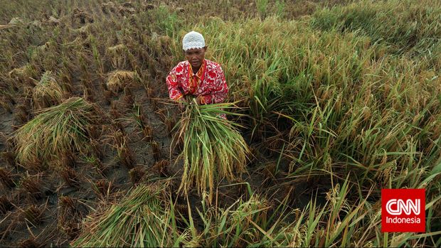 Dari 14 juta ha lahan yang seharusnya di-cover asuransi pertanian, pemerintah baru menargetkan 1 juta ha lahan.