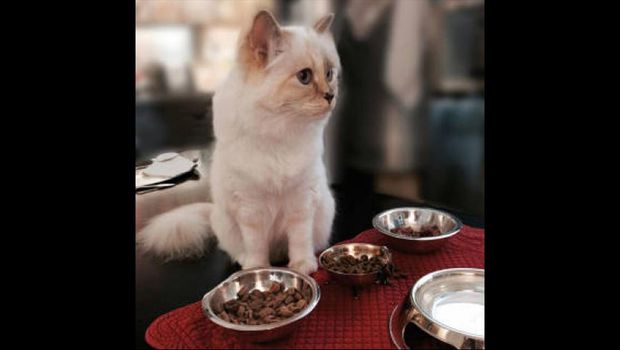 Choupette punya akun Instagram pribadi, dua asisten pribadi serta iPad untuk hiburannya.