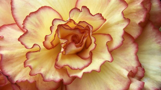 Selain Cantik, 10 Bunga Ini Ternyata Bisa Dimakan