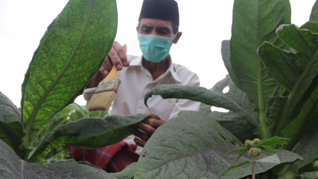 Surat Presiden jadi Sinyal Jokowi Tolak RUU Pertembakauan