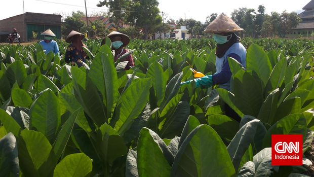 Petani tembakau di Rembang, Jawa Tengah melakukan aktivitasnya 