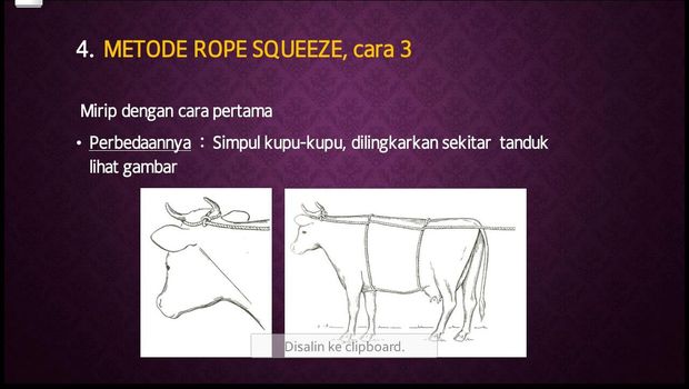 Penting! Begini Teknik Merobohkan Sapi Kurban Tanpa Harus 