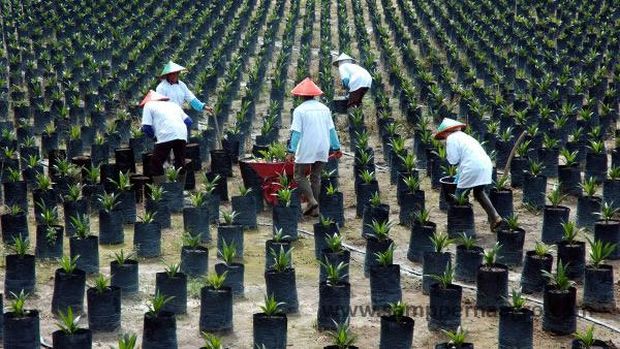 Riset IPB: Deforestasi Indonesia Bukan Disebabkan Kebun Sawit