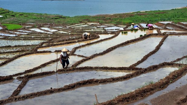 Tujuh Fakta Menarik Dataran Tinggi Dieng