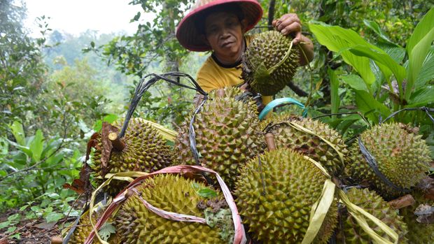 durian lokal juga tak kalah nikmat dengan durian Thailand