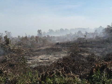 Permalink ke Cagar Biosfer di Riau Terbakar, Heli Superpuma Dikerahkan untuk Water Bombing