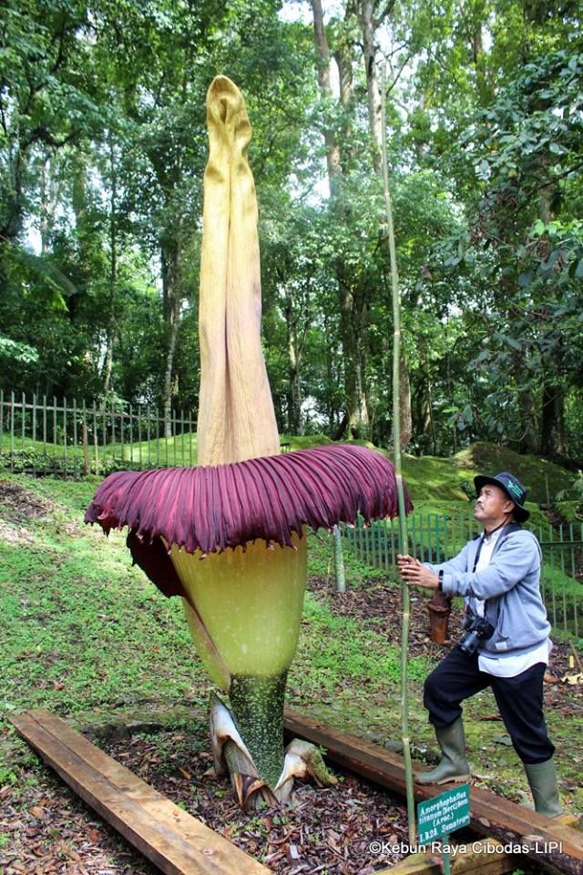  Bunga Bangkai  Tertinggi Mekar di Kebun Raya Cibodas ini 