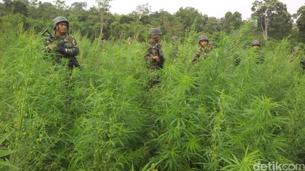 Curhat Petani Ganja di Aceh, Ditipu Mafia Hingga Dikejar TNI