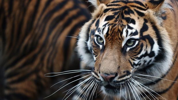 Download 77 Gambar Harimau Sedih Paling Bagus Gratis