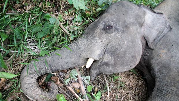 Seekor gajah sumatera jantan tergeletak mati di kawasan perkebunan kelapa sawit PT Dwi Kencana Semesta Kecamatan Banda Alam, Aceh Timur, Aceh, Minggu (14/7). Data Balai Koservasi Sumber Daya Alam (BKSDA) Aceh menunjukkan 21 ekor gajah Sumatera mati akibat konflik dengan manusia di Aceh pada 2014-2016. (ANTARA FOTO/Syifa Yulinnas)