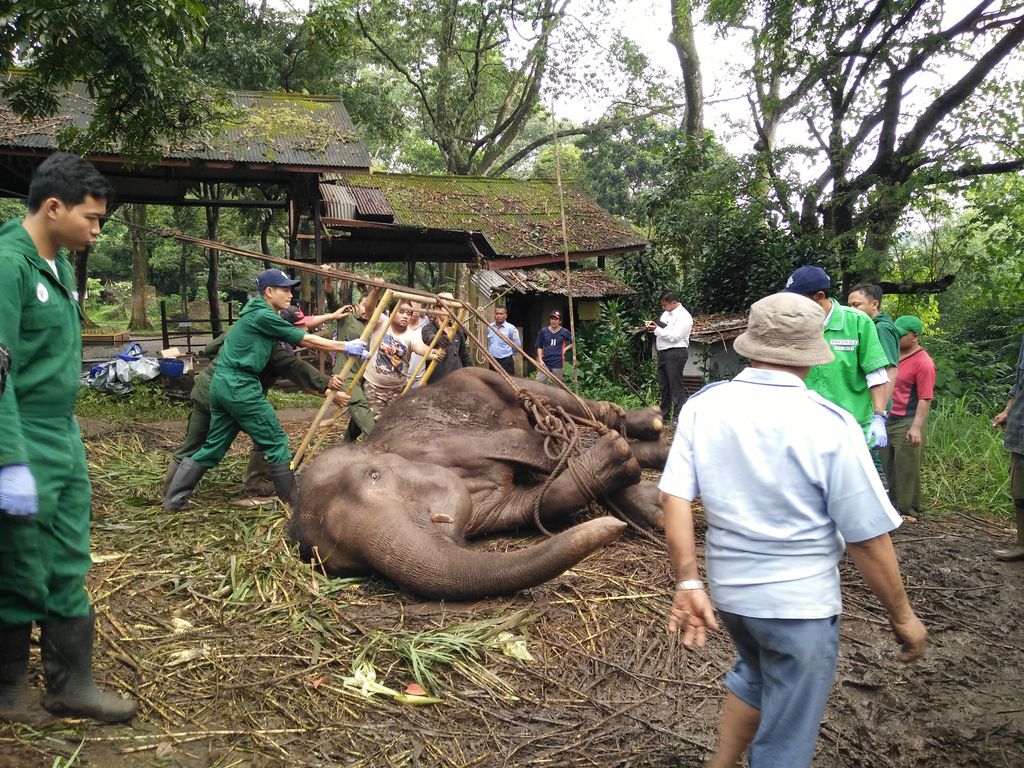 Gajah Sumatera yani Mati di Kebun Binatang Bandung