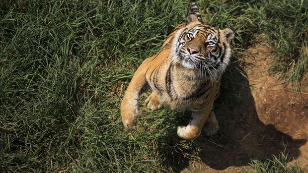 Pesan Berantai Selamatkan Harimau Sumatera