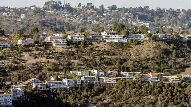 Perbukitan di California yang sekarang jadi Hollywood dahulu merupakan tanah yang dipenuhi Toyon.
