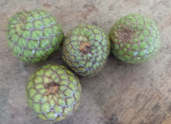 Kecombrang dan Pisang Batu Pelengkap Unik Bumbu Rujak Kecombrang dan Pisang Batu Pelengkap Unik Bumbu Rujak