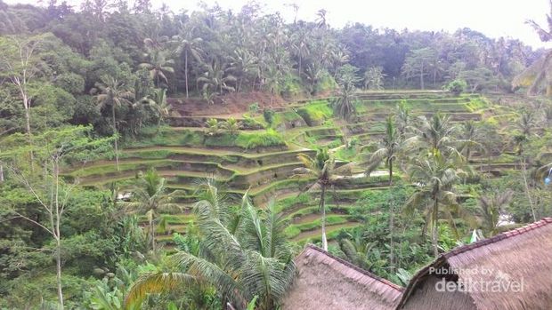 4 Tempat Seru yang Wajib Dikunjungi Saat ke Ubud C5874254-1f3b-448f-bdce-91447e0eaa80_169