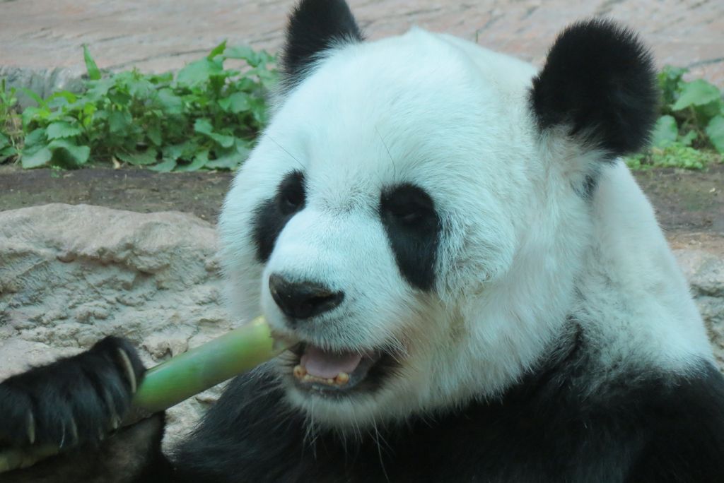 Ada Panda Tapi di Thailand