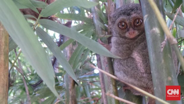Tarsius adalah primata mungil bermata besar yang jadi hewan khas Sulawesi Utara. (CNN Indonesia/Lesthia Kertopati)