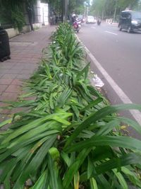 Penampakan taman di depan Balai Kota DKI rusak (Foto: Jabbar Ramdhani/detikcom)