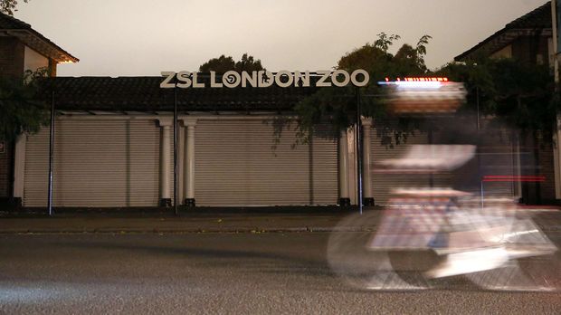 Kebun binatang di London yang menjadi lokasi kaburnya gorila jantan Kumbuka