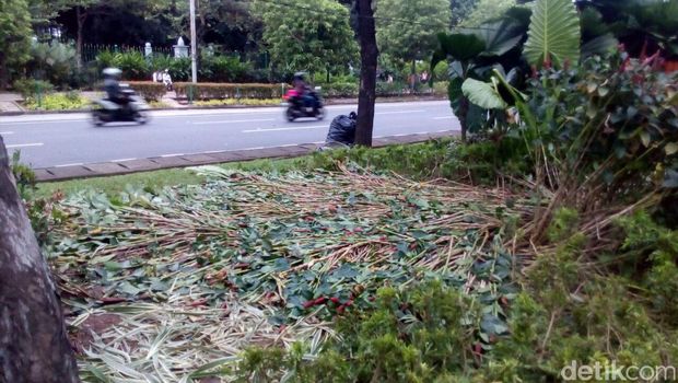 Penampakan taman di depan Balai Kota DKI rusak terinjak pendemo