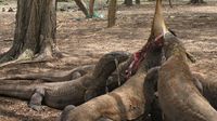 Bangga! Naga Purba Cuma Ada di Indonesia