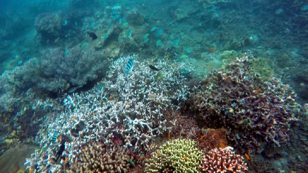 Kecantikan terumbu karang di Bangsring Underwater (Kartika/detikTravel)