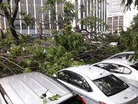  Pohon Tumbang di Depan Plaza Senayan, Beberapa Mobil Tertimpa
