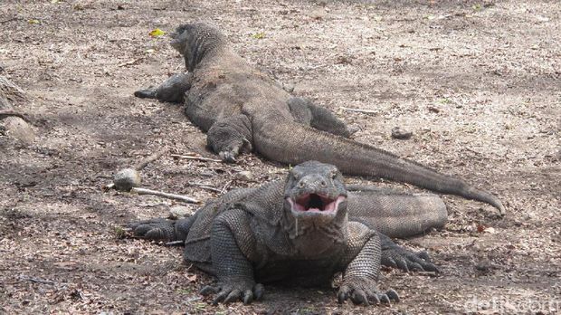 Asyiknya Gwyneth Paltrow Liburan Naik Kapal di Komodo