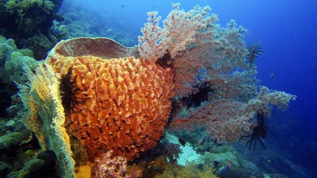 Menyingkap Surga Bawah Laut di Bolsel