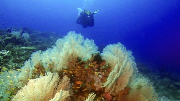 Menyingkap Surga Bawah Laut di Bolsel