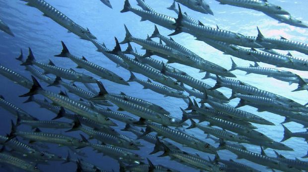 Menyingkap Surga Bawah Laut di Bolsel
