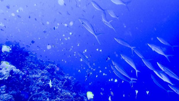 Menyingkap Surga Bawah Laut di Bolsel