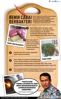 Infografis cabai berbakteri (Mindra Purnomo/detikcom)