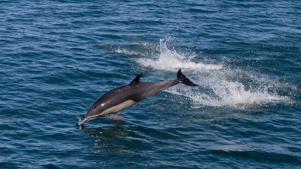 Hingga saat ini, belum pernah ada ilmuwan yang berhasil mendokumentasikan vaquita marina dalam kondisi hidup. Mereka kerap kali ditemukan mati karena terjerat jaring nelayan.