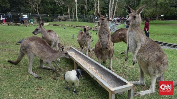 Berkenalan Dengan Hewan Asli Australia