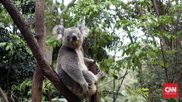 Berkenalan dengan Hewan Asli Australia