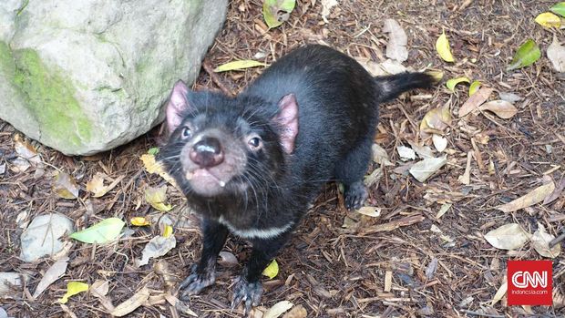 Hewan Liar Benua Australia Wildlife Wild Pergidulu Kangguru Sebagai Gambar