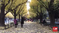 Ginkgo Avenue di Jingu Gaein saat Labor Thanksgiving Day.