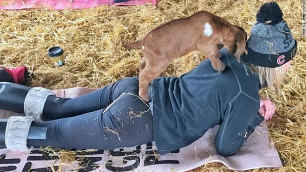 Yoga bersama kambing