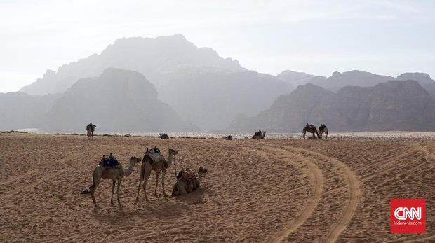Wisatawan bisa menjelajah Wadi Rum dengan naik onta.