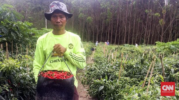 Petani yang mengikuti program Desa Makmur Peduli Api di Hutan Tanaman Industri Sinar Mas Forestry, Riau. (CNN Indonesia/Prima Gumilang)