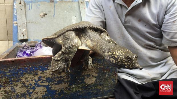 Bulus hidup dijual di sekitar Glodok.