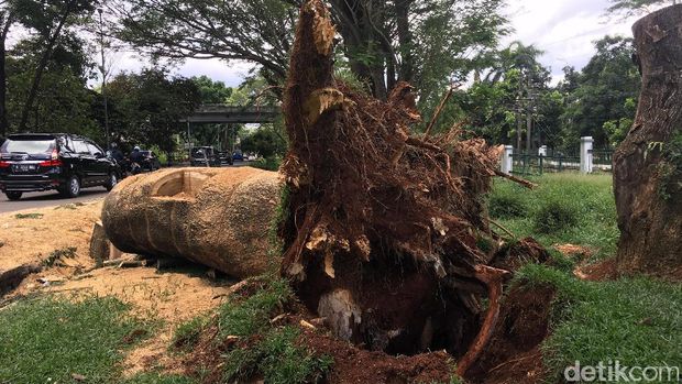 Potongan Pohon yang Tewaskan Pasutri di Dekat UI Dirapikan