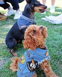 Wanita Ini Resign dari Kantor Demi Membuat Baju untuk Anjing