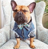 Wanita Ini Resign dari Kantor Demi Membuat Baju  untuk  Anjing 
