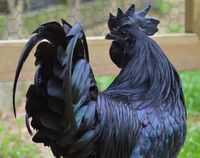 Ayam Cemani Asal Indonesia Dijuluki 'Lamborghini' di Dunia Unggas