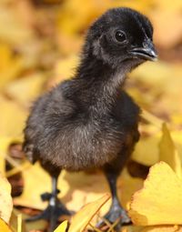 Ayam Cemani Asal Indonesia Dijuluki 'Lamborghini' di Dunia Unggas