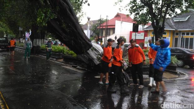  Pohon besar yang tumbang di Jl Suroto, Kotabaru, Yogyakarta, Kamis (9/2/2017)