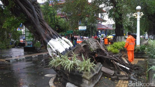  Pohon besar yang tumbang di Jl Suroto, Kotabaru, Yogyakarta, Kamis (9/2/2017)