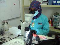 Sultan HB X Rasakan Gigitan Nyamuk Aedes Aegypti Ber-Wolbachia